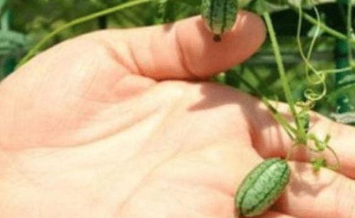 虫子吃的瓜,揭秘瓜类植物的天然美食