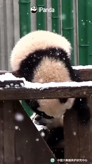 吃瓜小熊哈尔滨,探寻冰城美食之旅