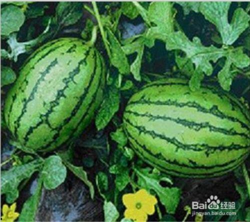 能够当水果吃的瓜,盘点那些美味可口的水果瓜类