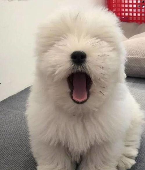 泰迪仰头吃瓜,萌态十足萌化人心