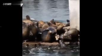 封神搞笑爆料视频大全,笑料百出，揭秘神话背后的趣味瞬间