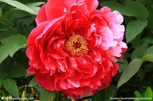 头条红牡丹图片大全集,绽放东方之美