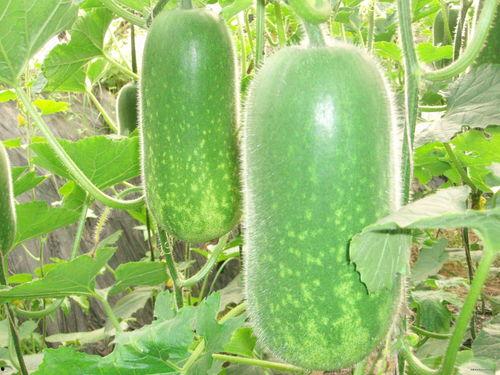 网红旅游吃瓜走红图片真实,揭秘幕后故事与网友热议