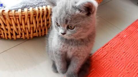 吃瓜的小奶猫,萌宠视角下的生活百态