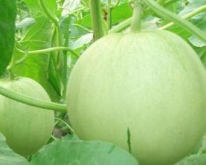 怀孕可以吃烧瓜吗,烧瓜在孕期是否适宜食用