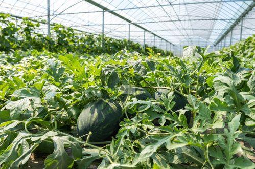 宜兴农商行吃瓜,揭秘背后真相与反思