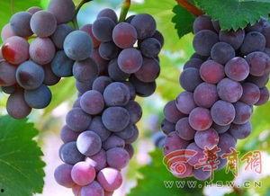 头条水果葡萄,甜蜜生活新篇章