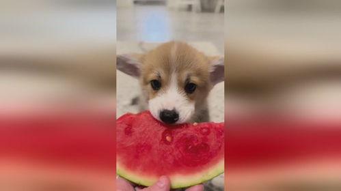 吃瓜小狗儿,揭秘娱乐圈的幕后故事