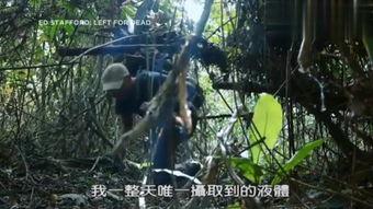 森林视频在线观看,在线观看森林视频之旅