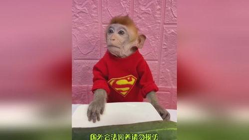 搞笑动物吃瓜,动物界的“吃瓜群众”大揭秘