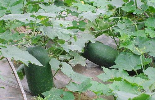 冬瓜怎么吃不结瓜