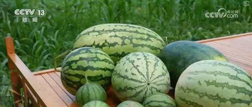 量瓜吃瓜,品味生活，享受当下