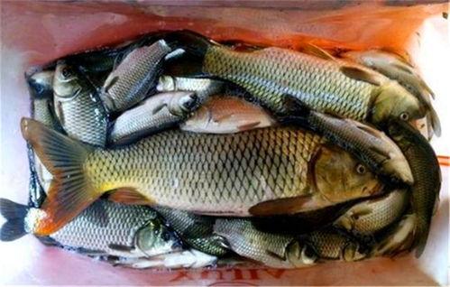 鲤鱼窝料怎么看,打造高效诱鱼策略