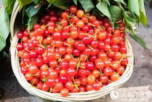今日头条镇宁樱桃甜,甜蜜绽放，品味自然之味