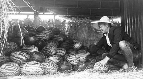 渔民吃瓜群众视频