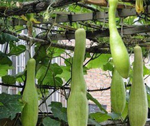 吃瓜吃桃能长肉吗,真的能长肉吗？揭秘水果热量与体重关系