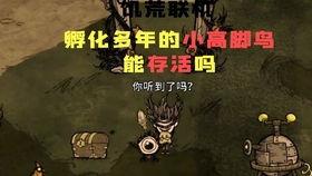 老爷吃鸡瓜.,揭秘古代宫廷中的美食传奇